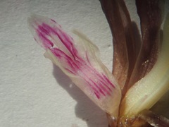 Bletia nitida