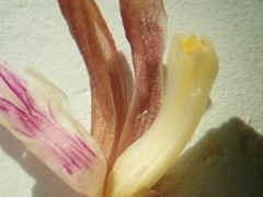 Bletia nitida