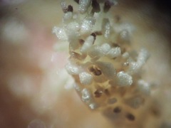 Bletia nitida