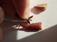 Bletia nitida