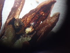 Bletia nitida