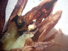 Bletia nitida
