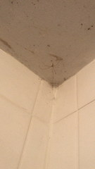 Pholcus phalangioides