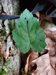 Tiarella stolonifera