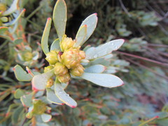 Leucadendron glaberrimum glaberrimum