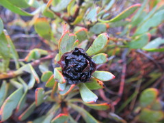 Leucadendron glaberrimum glaberrimum