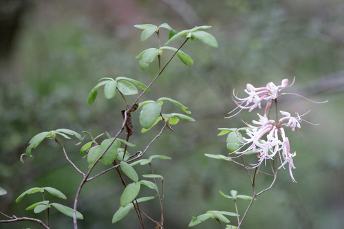 Image of Rhododendron canescens by (c) Lauren McLaurin, some rights reserved (CC BY)