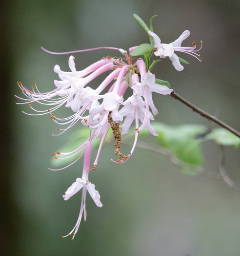 Image of Rhododendron canescens by (c) Lauren McLaurin, some rights reserved (CC BY)