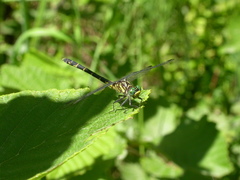 Stylogomphus albistylus