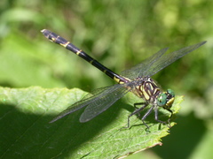 Stylogomphus albistylus