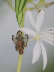 Minettia inusta