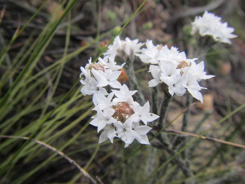 Image of White Lanceleaf (Brunia monogyna) by (c) douglaseustonbrown, some rights reserved (CC BY-SA)