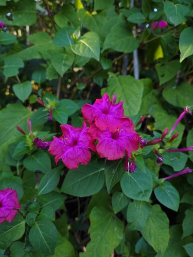Mirabilis jalapa