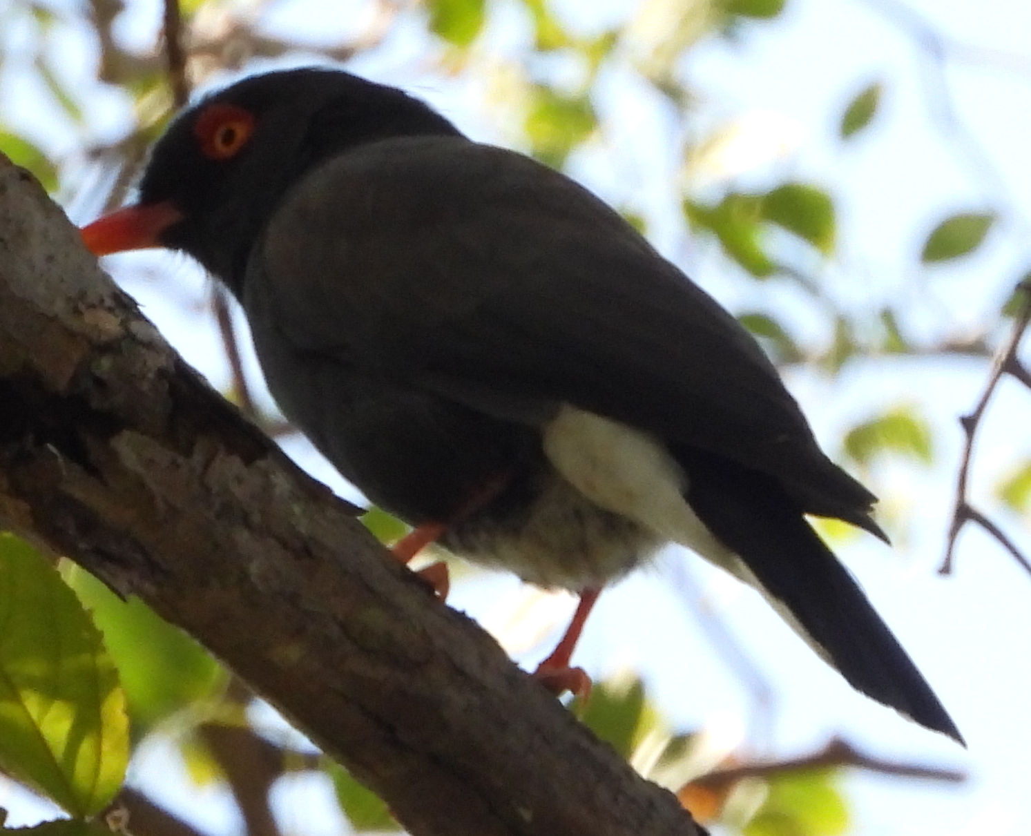 Retz's Helmetshrike (Prionops retzii), photo 8