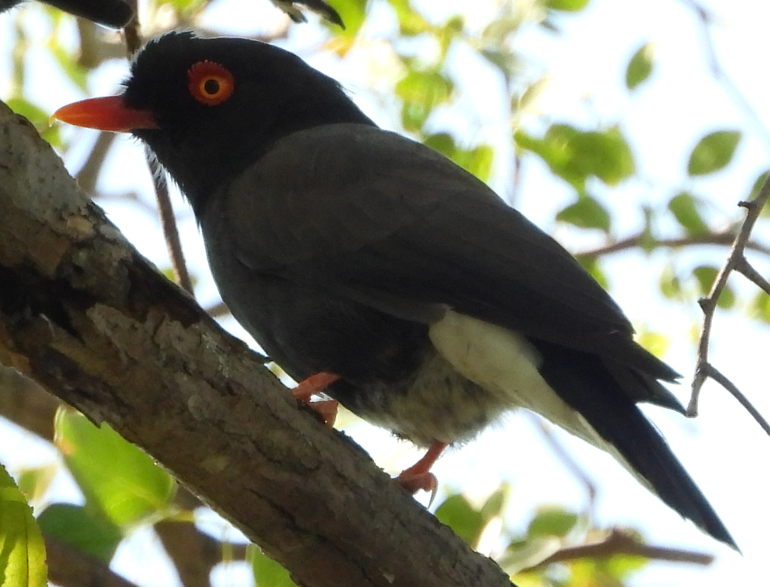 Retz's Helmetshrike (Prionops retzii), photo 7