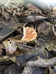 Podoscypha petalodes