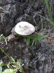 Fungi