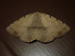 Spiloloma lunilinea