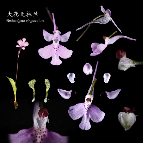 Amitostigma pinguicula (Rchb.f.) Schltr. 2