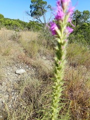 Liatris glandulosa