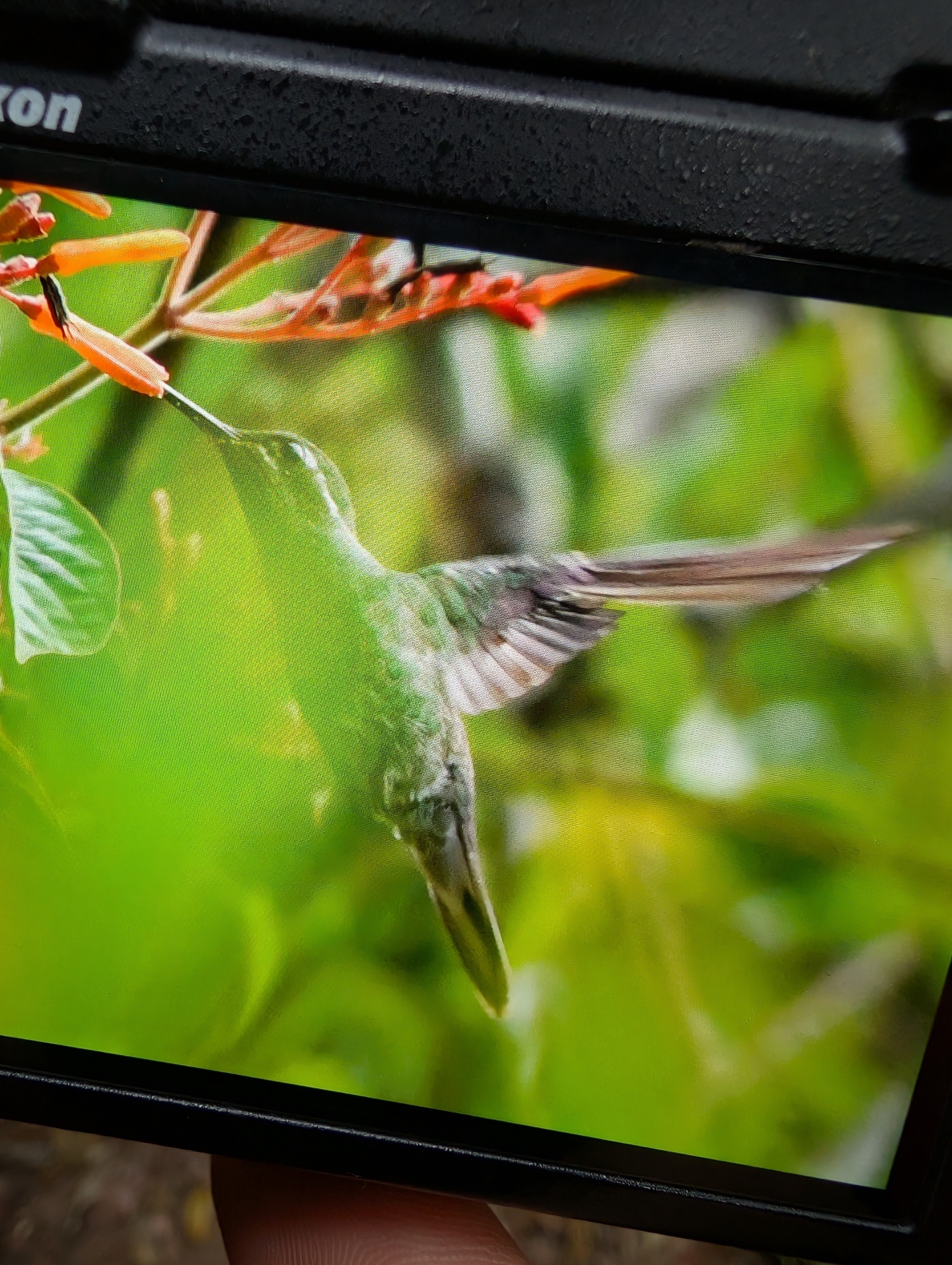 Green-breasted Mountaingem (Lampornis sybillae), photo 1