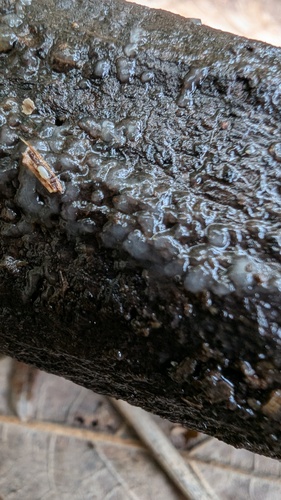 Helicogloea compressa