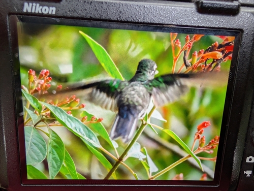 Green-breasted Mountaingem (Lampornis sybillae), photo 2