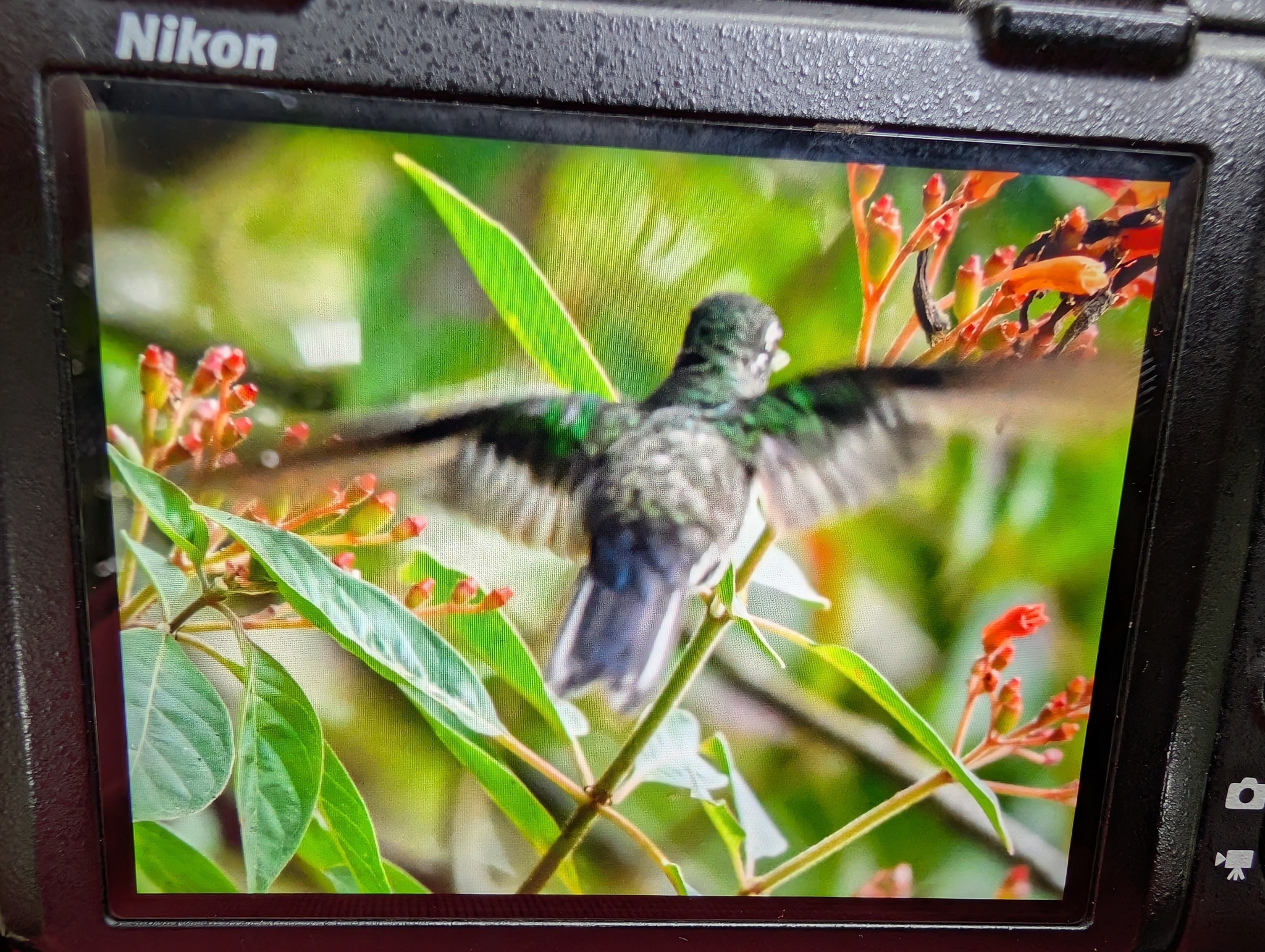 Green-breasted Mountaingem (Lampornis sybillae), photo 2