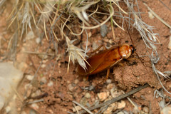 Shelfordella lateralis