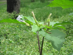 Datura stramonium