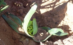 Colchicum eucomoides