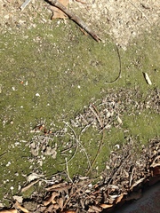 Bryophyta