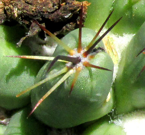 Coryphantha octacantha