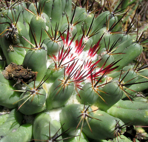 Coryphantha octacantha