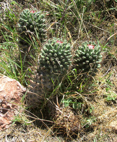 Coryphantha octacantha