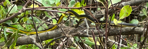 Common Tree Snake sighting