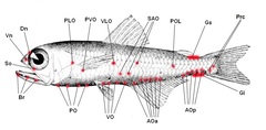 Bermuda Lantern Fish photo 3