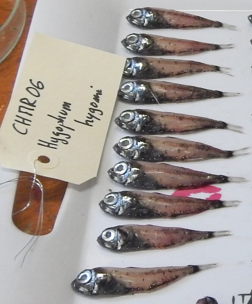 Bermuda Lantern Fish