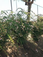 Magnoliopsida