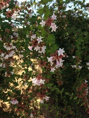 Magnoliopsida