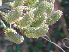 Cussonia zuluensis