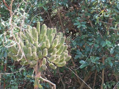 Cussonia zuluensis