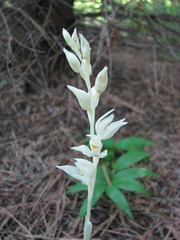 Cephalanthera austiniae