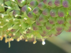 Cussonia zuluensis