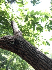 Oxydendrum