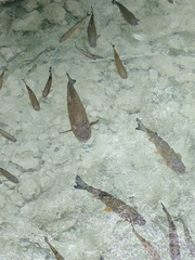 Squalius cephalus