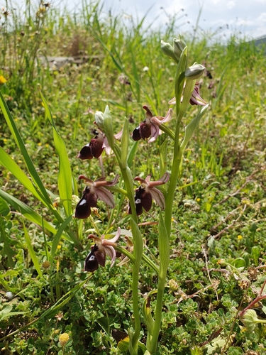 Image of Ophrys reinholdii by (c) connyklein, some rights reserved (CC BY)