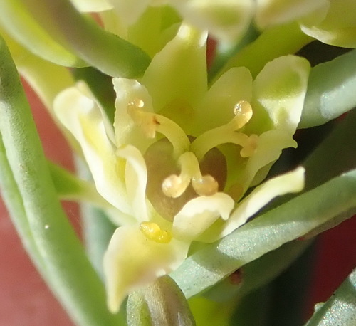 Clutia polifolia (Clutia polifolia)