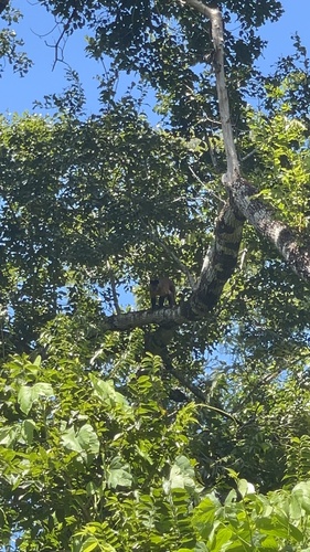 Black-striped Capuchin