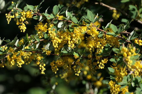 Berberis tinctoria